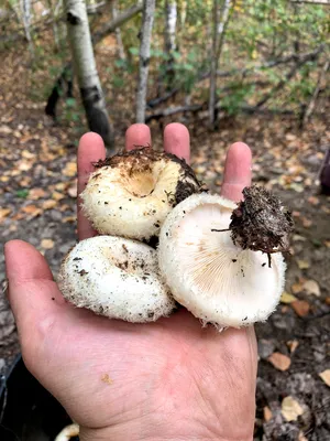 Фото грибов после дождя: красочное разнообразие мира грибов