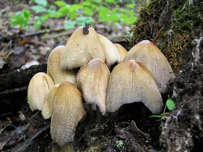 Удивительные грибы после дождя: обнаружьте красоту в каждой детали