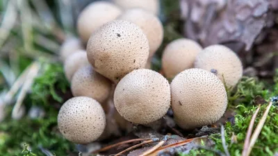 Грибы после дождя: отражение природы в волшебном мире грибов