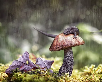 Пленительные грибы после дождя: их магия коснется вашего сердца