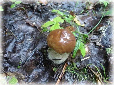 Фото грибов после дождя: наслаждайтесь красотой в каждой фотографии