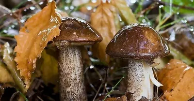 Очаровательные грибы после дождя на фоне природы