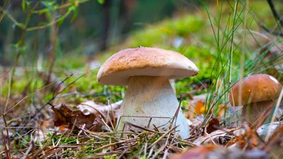 Фотографии грибов после дождя: уникальные снимки для вдохновения