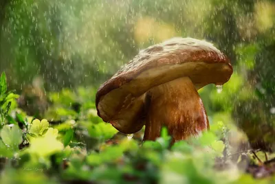 Лесные грибы после дождя: земля живет...