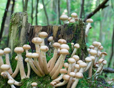 Съедобные грибы, которые растут на пнях | Азбука огородника | Дзен