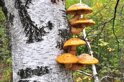 грибы, растущие от дерева на багажнике. осенний сезон. грибы на дереве.  европейская лесная природа в осеннем состоянии. Стоковое Изображение -  изображение насчитывающей грибок, природа: 233232739