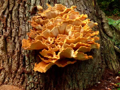 Здоровенный гриб на дереве | Пикабу