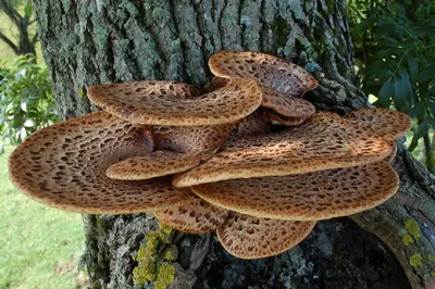 Желтый гриб на дереве - фото и картинки: 46 штук