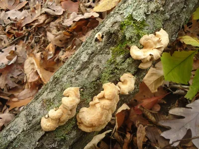 Съедобные грибы растущие на деревьях - 64 фото