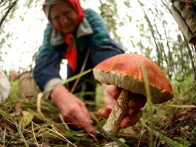 На деревьях выросли грибы? Как справиться с незапланированным урожаем |  Дела огородные (Огород.ru)