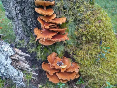 Какие грибы растут на деревьях: схедобные и несъедобные, названия, фото