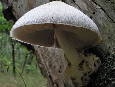 пятнистые жаберные грибы растущие на земле, картинка рафлезии, раффлезия,  фото материал фон картинки и Фото для бесплатной загрузки