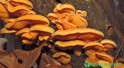 Съедобные грибы в России: названия, описание, внешний вид, фото, где растут:  Природа: Моя страна: Lenta.ru