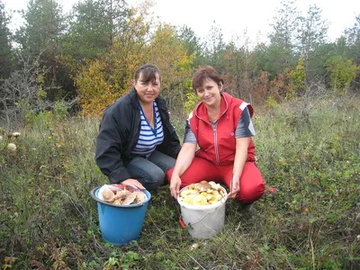 В Одесской области отравились грибами 2 женщины | Новости Одессы