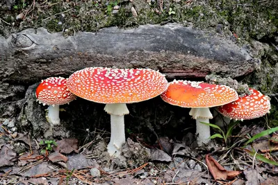 Коллаж Съедобные Грибы, Сыроежка; Suillus; Груздь; Leccinum Aurantiacum;  ЕКАК, Lycoperdon Фотография, картинки, изображения и сток-фотография без  роялти. Image 15494988