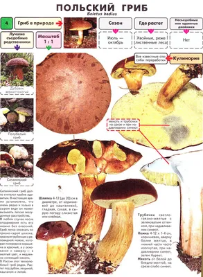 Демонстрационные картинки \"Грибы съедобные и несъедобные\" | Цветкова  Татьяна Владиславовна - купить с доставкой по выгодным ценам в  интернет-магазине OZON (523273798)