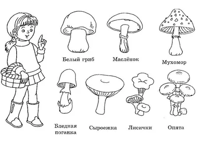 Белые, подберезовики и опята: какие грибы растут в лесах Балашихи - Обзоры  - РИАМО в Балашихе