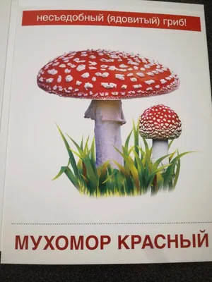 Как смартфон помогает искать грибы - Российская газета