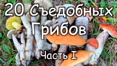 Грибы в картинках. Наглядное пособие для воспитателей, л... ИЗДАТЕЛЬСТВО  ГНОМ 180013231 купить за 289 ₽ в интернет-магазине Wildberries