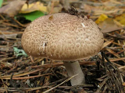 Такие разные шампиньоны — в лесу и в саду. Виды, фото. Как не спутать с  ядовитыми грибами? — Ботаничка