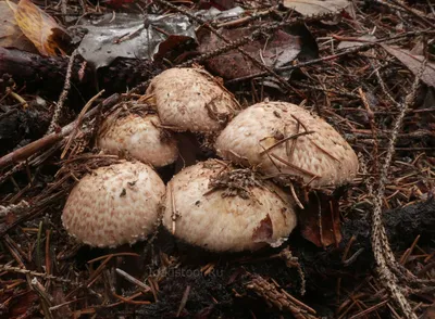 Грибы Mushroom Луговые Шампиньоны - Бесплатное фото на Pixabay - Pixabay