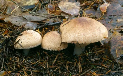 Сезон грибов начался. Что нужно знать, отправляясь в лес с лукошком |  Vtranse