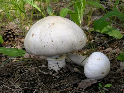 Шампиньон лесной (Благушка) (Agaricus silvaticus) фото и описание