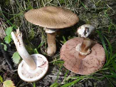 Шампиньон: описание гриба, сравнение и сходство, выращивание, польза, вред