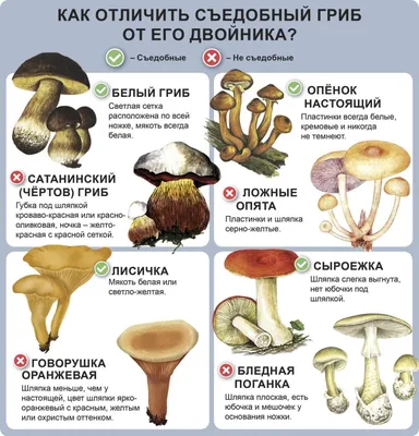 Лесной шампиньон: где растет, как выглядит, можно ли есть, как отличить от  ложного, фото