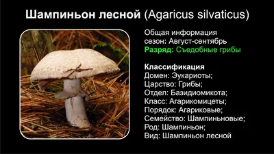 Грибы Шампиньоны - «Вкуснятина🍲Одни из самых доступных и простых в  приготовлении грибов. Когда лес недоступен🌲» | отзывы