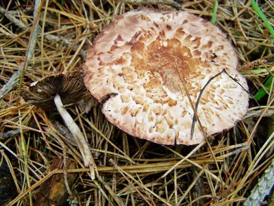Никогда не замачивайте шампиньоны, как другие лесные грибы. Шампиньоны  содержат много жидкости, а при долгом.. | ВКонтакте