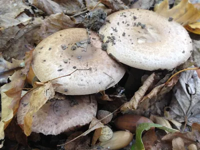 Шампиньон лесной (Agaricus silvaticus) - YouTube