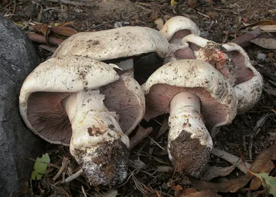 Лесные грибы Гавриш Грибы шампиньоны - купить по выгодным ценам в  интернет-магазине OZON (1062702585)