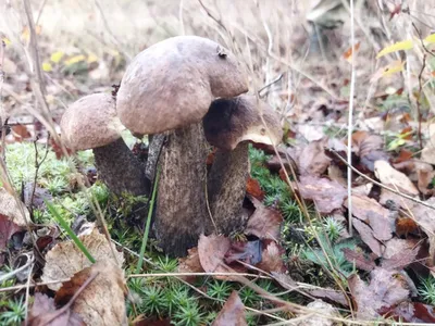 Грибы Шампиньоны - «Гриб 🍄, за которым не нужно ехать в лес 🍄. И к  картошке, и к гречке, и к пицце. Чем интересны сушеные шампиньоны? » |  отзывы