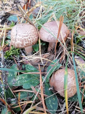 Лесные шампиньоны собирают грибники в Псковской области