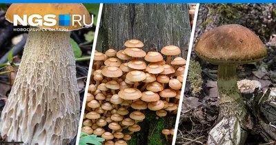 Прогулка по Кицканскому лесу/Нашли грибы в лесу/Шампиньоны, опята в  Приднестровье/Природа Молдовы - YouTube