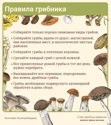 Лесные шампиньоны собирают грибники в Псковской области | 08.10.2022 |  Псков - БезФормата