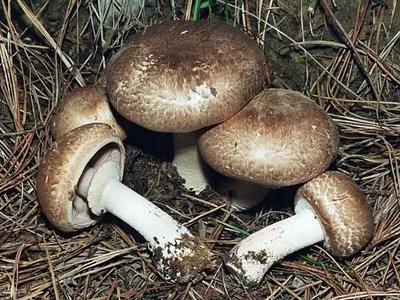 Грибы Шампиньоны - «Для тех кто в лесных грибах совсем не разбирается, есть  выход - шампиньоны+очень простые рецепты из этих грибов, приготовит  каждый)» | отзывы