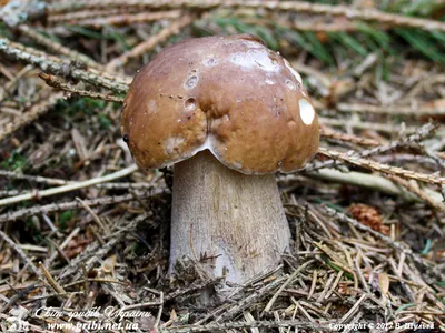 Мир грибов Украины » Белый гриб