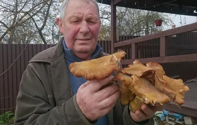 Первые весенние грибы в Украине : когда и какие растут весной