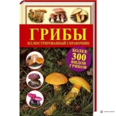 Под Львовом нашли белый гриб-рекордсмен: опубликовано впечатляющее фото -  «ФАКТЫ»