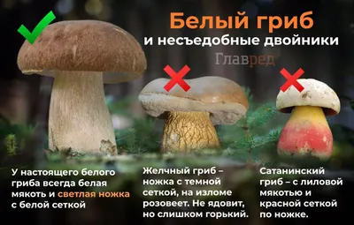 Советы, приложения и места для «тихой охоты» на грибы — Туризм