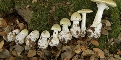 Ядовитые грибы в лесах Украины | GreenPost