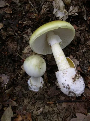 Отравления грибами: список ядовитых грибов Украины