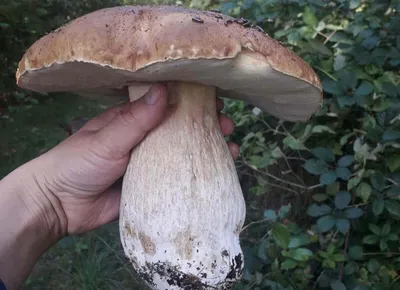 Отравления грибами: список ядовитых грибов Украины