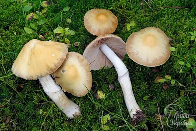 На Волыни нашли белый гриб весом почти килограмм (ФОТО) | GreenPost
