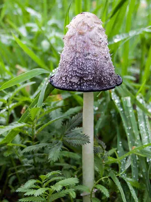 Какие съедобные грибы растут зимой в лесу? – DW – 01.02.2020