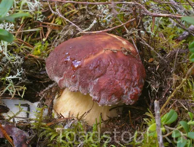 Как отличить съедобный гриб от ядовитого - Советы - РИАМО в Балашихе