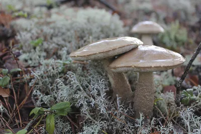 Ядовитые грибы Украины - виды, фото, симптомы отравления — УНИАН