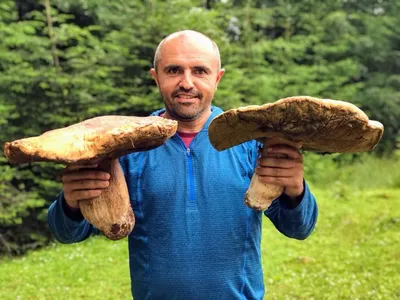 Сезон в разгаре. Больше всего белых грибов - у венгерской границы (ФОТО) ||  MUKACHEVO.NET